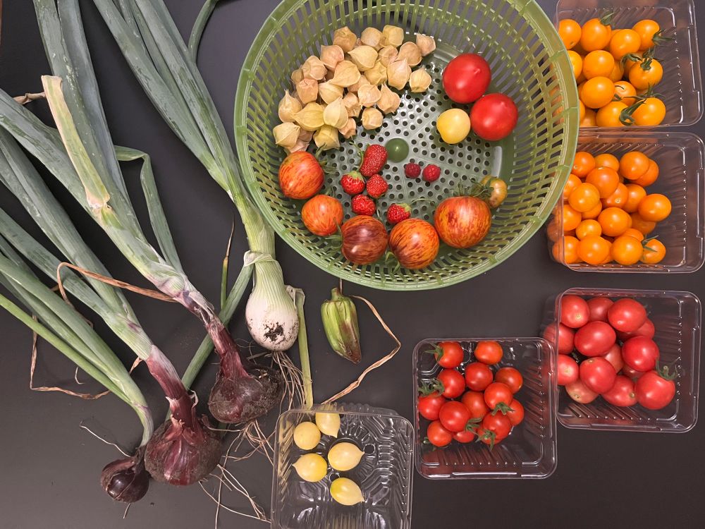 Tomatoes, strawberries, onions, raspberries, ground cherries, okra