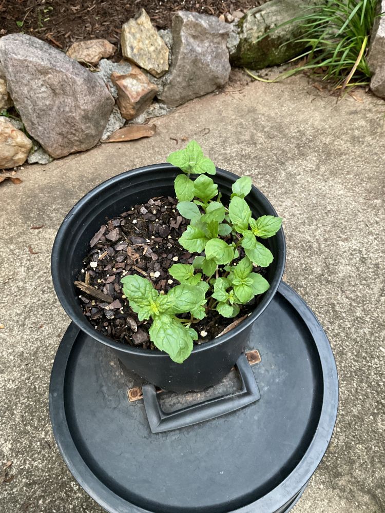 A pot of a plant growing that might be mint sitting on a black container on pavement in my back patio.