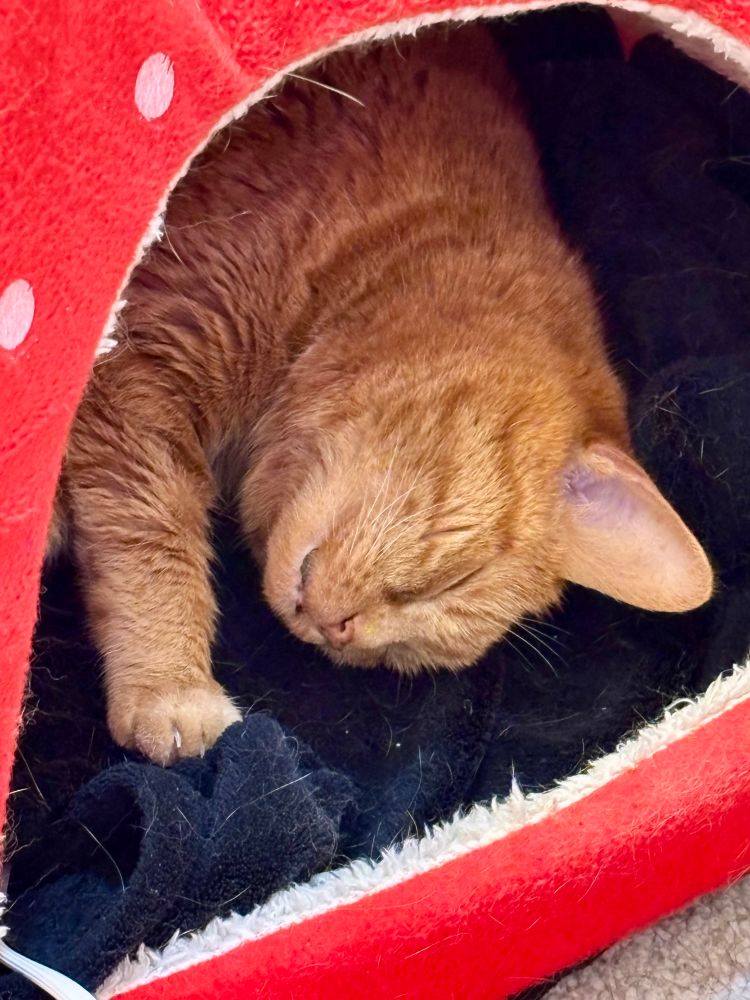 Orange tabby cat named Honey happily enjoying her heated bed
