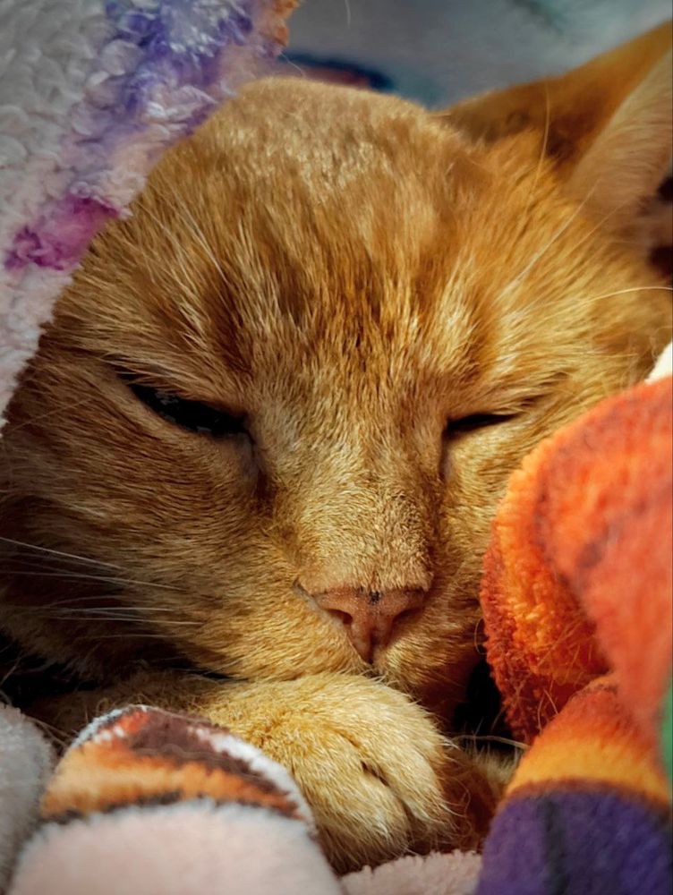Orange tabby cat named Honey snuggled up in blankets