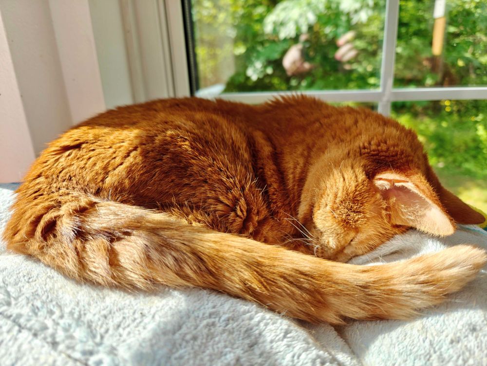 Orange tabby cat named Honey snoozing in her cat tree 