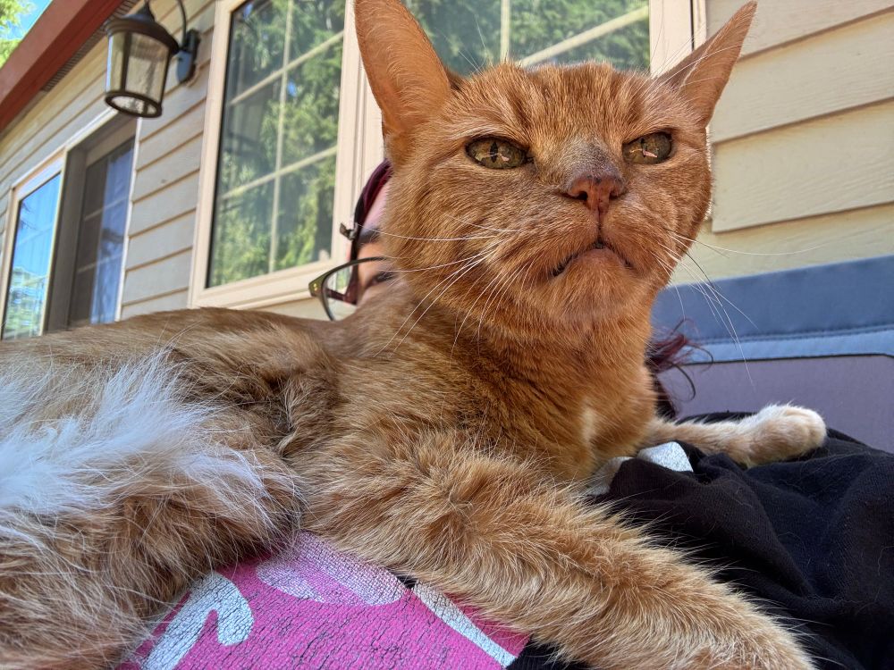An orange tabby cat named Honey, enjoying the breeze on a nice day
