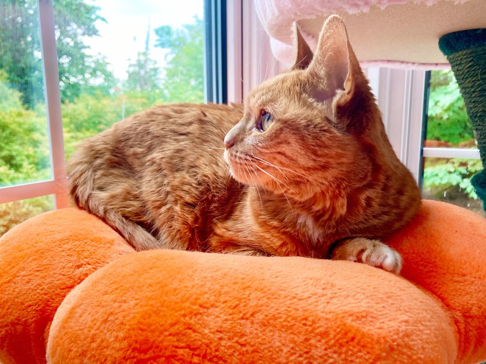 Orange tabby cat named Honey enjoying the view from her cat tree 