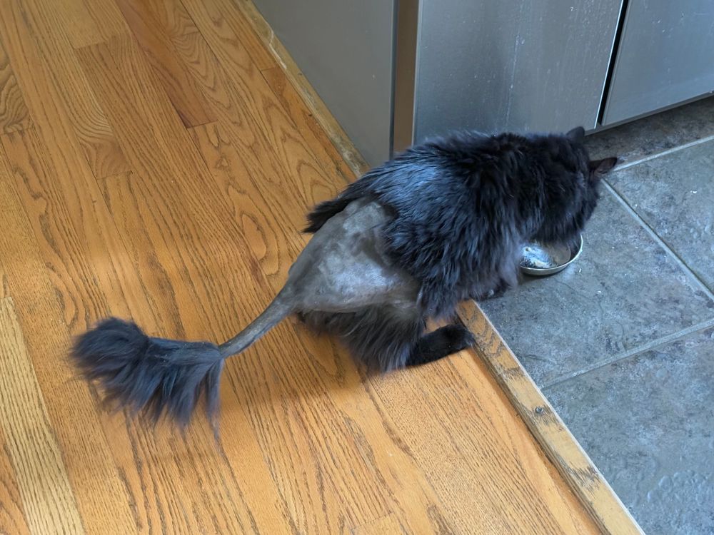 A black fluffy cat whose tail and back have been partially shaved eats from a bowl. She looks ridiculous. 