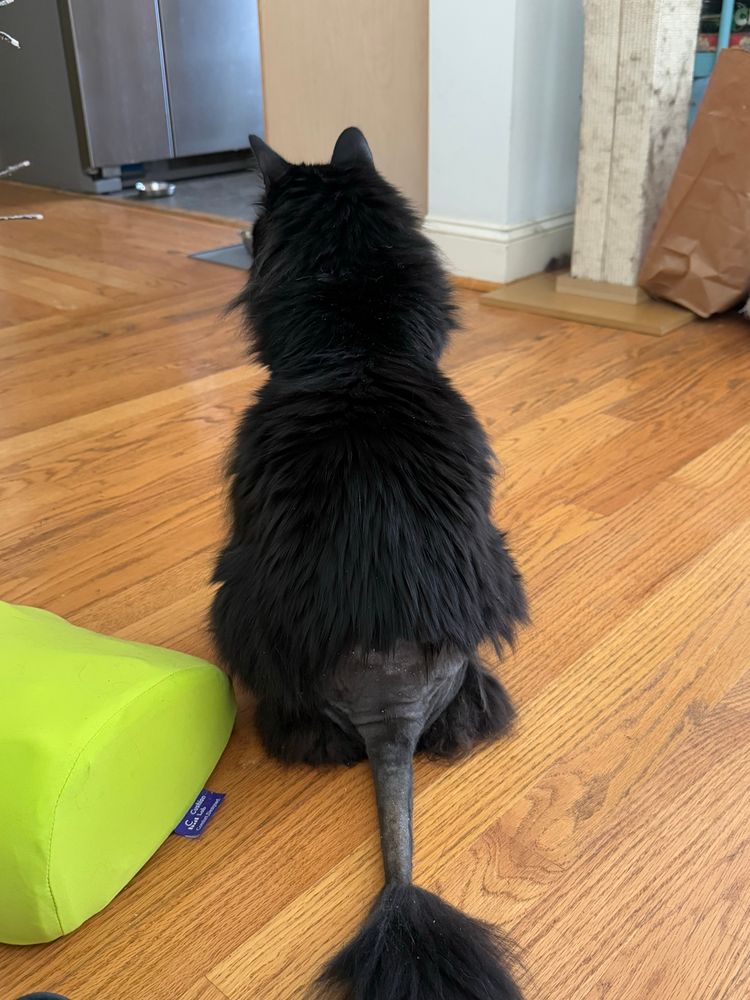 A black fluffy cat sits with her back to the camera, and her back and tail have been partially shaved. Her butt is wrinkly and her tail looks like a rat’s. 