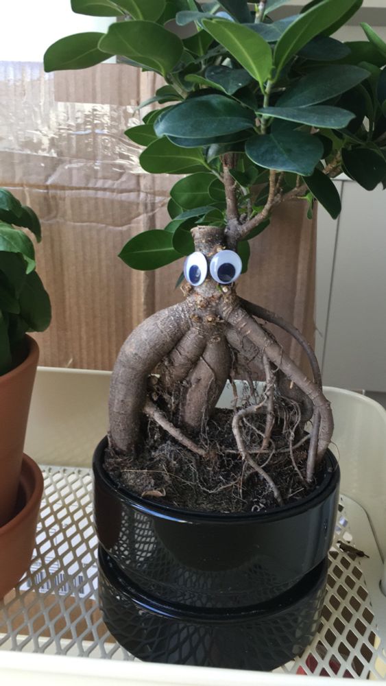  A little potted houseplant with googly eyes.