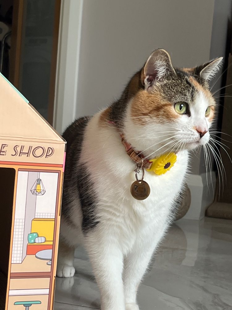 A calico cat stands beside a cardboard box with an outside printed to look like a cafe.