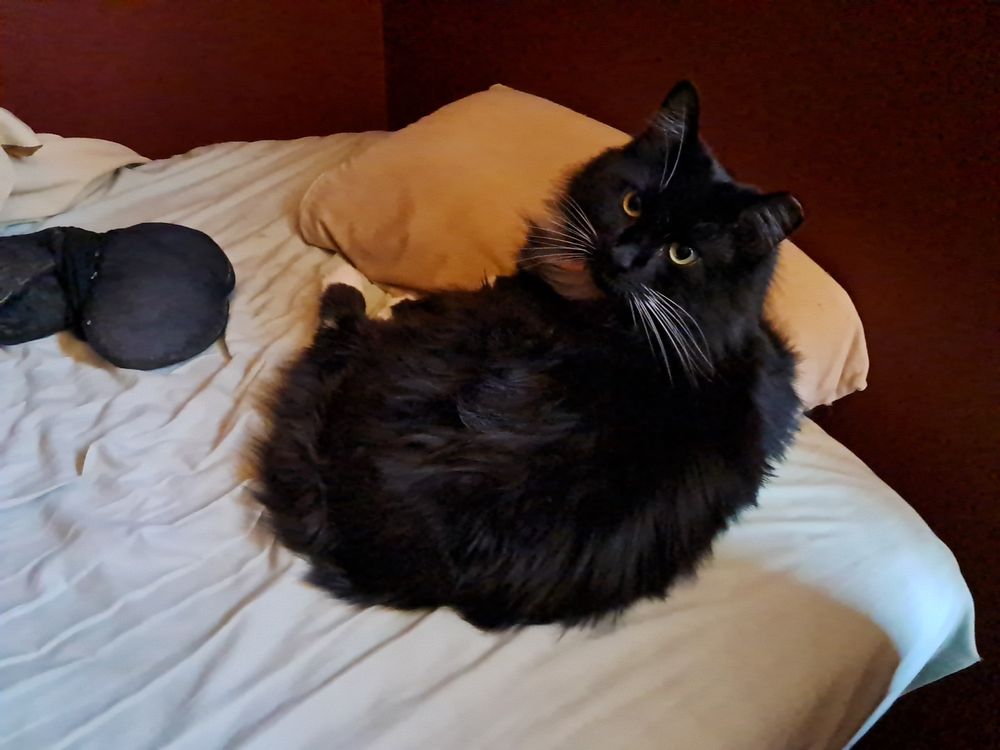 Cat on pillow gladys