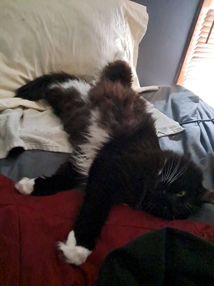 Gladys the cat on her side