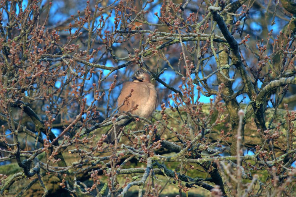An eurasian jay against a busy background of leafless oak branches and buds. The jay has all its feathers fluffed so is rather round and the buds and branches are covered with a layer of frost. Background is bigger moss covered branches and the clear blue sky is filtering through.