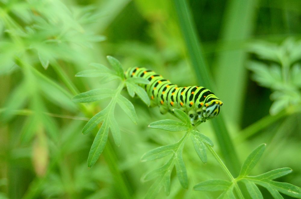 photo, colour, a swallowtail caterpillar on milk parsley. The caterpillar is bright green with black bands along it and orange spots. The caterpillar is eating the green milk parsley.