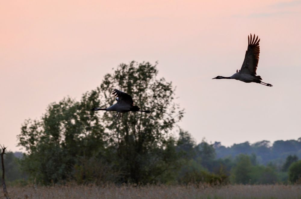 photo, colour, a pair of common crane birds flying over a Norfolk reedbed against a pink sunset sky. The  birds have long necks, wings and legs, the bird in the middle of the screen is difficult to pick out against the green tree in the background.