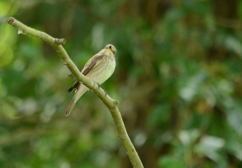 photo, colour, spotted flycatcher perched on a branch. The bird is grey-brown with a pale, dappled breast, black beak and eyes. The branch is green with an ivy-covered tree trunk behind it