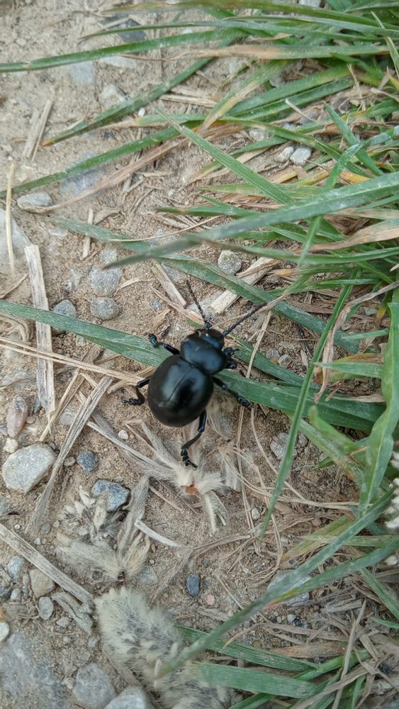 Photo, colour, a black shiny beetle walking along a stoney path edge. The beetle is bulbous.