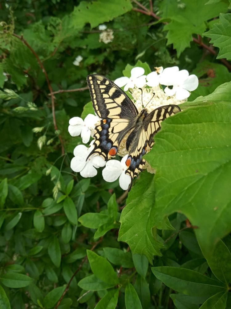 photo, colour, a swallowtail butterfly feeding on blossom. The butterfly is quite large, mostly black and yellow markings with a blue curve along the rear wings and red spots. The blossom is white and surrounded by lush green leaves.