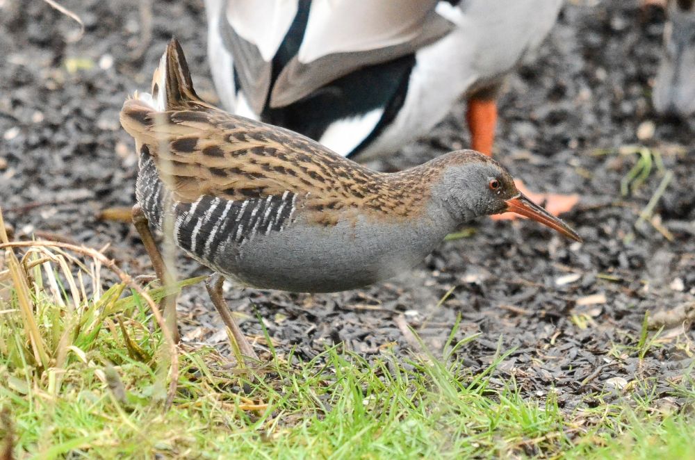 water rail bird walking in front of a mallard drake