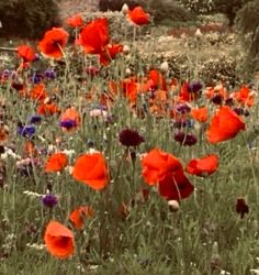 A field of blood-red poppies #LestWeForget