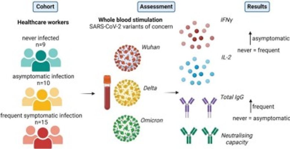 Immune response in vaccinated healthcare workers with frequent COVID-19 infections is characterised by blunted IFNγ and IL-2 responses to SARS-CoV-2 variants