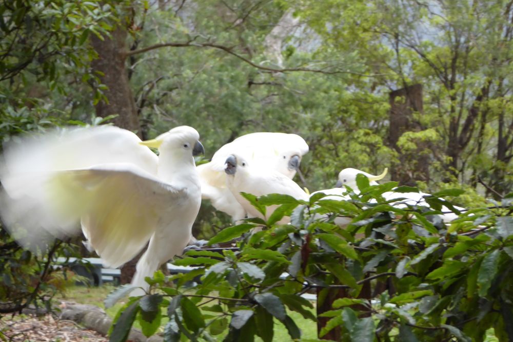 One cockatoo flaps as another cockatoo snaps.