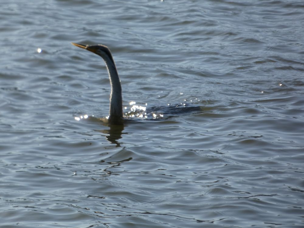 A long necked bird swimming through water with a silver wake.