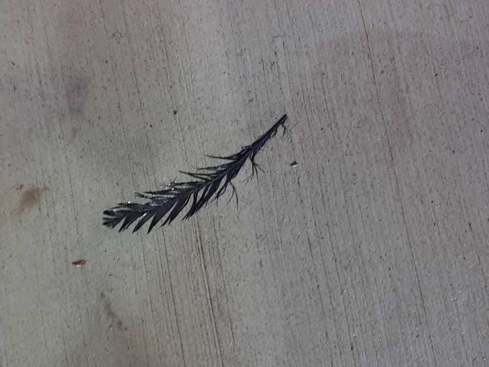 A wet black feather lies on a concrete path.