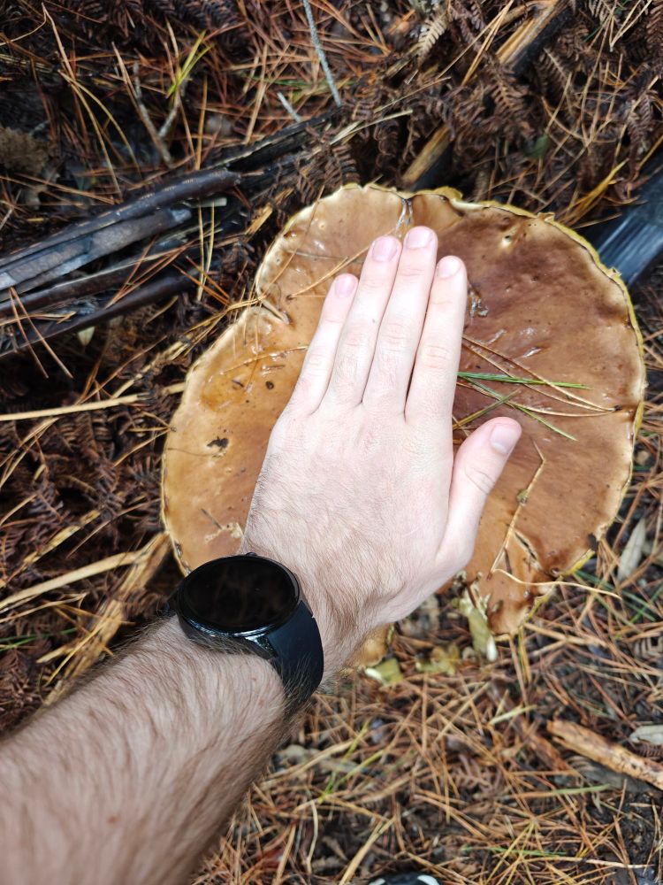 A top-down view showing my hand in comparison to the circumference of the mushroom cap. There's roughly 10cm or so between my hand and the cap as I didn't want to actually touch it without knowing what it was.