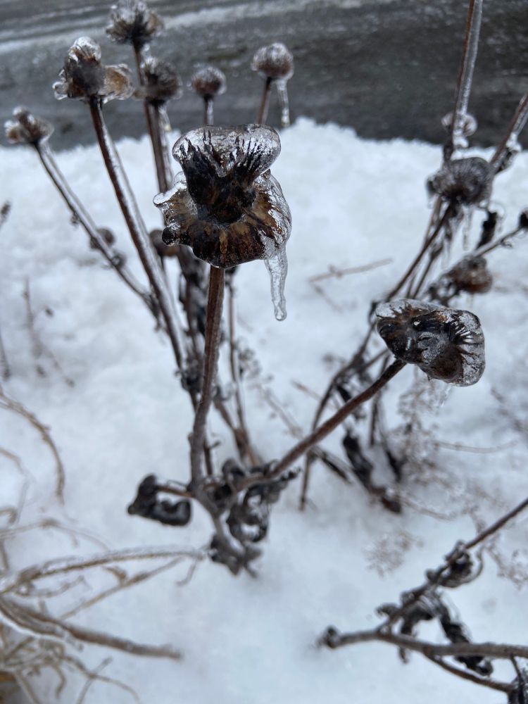 Echinacea seed head covered in a layer of ice. 