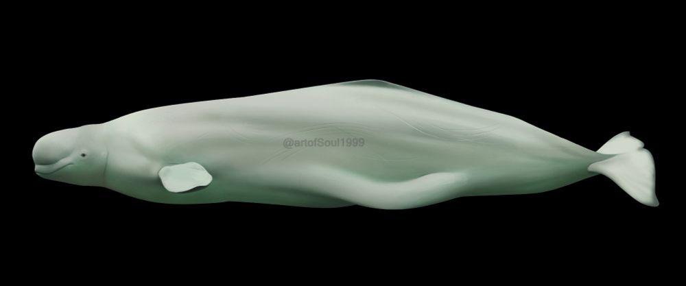 A beluga whale, easily recognizable for their almost all white coloration, flexible neck, dorsal ridge, large squishy melon and abdominal fat pads. People often mistakenly call them dolphins, but they’re not part of the dolphin family. 