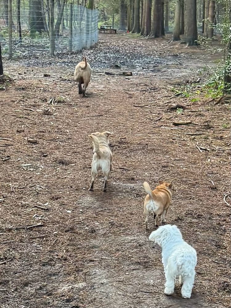 Picture of 4 dogs walking in forest