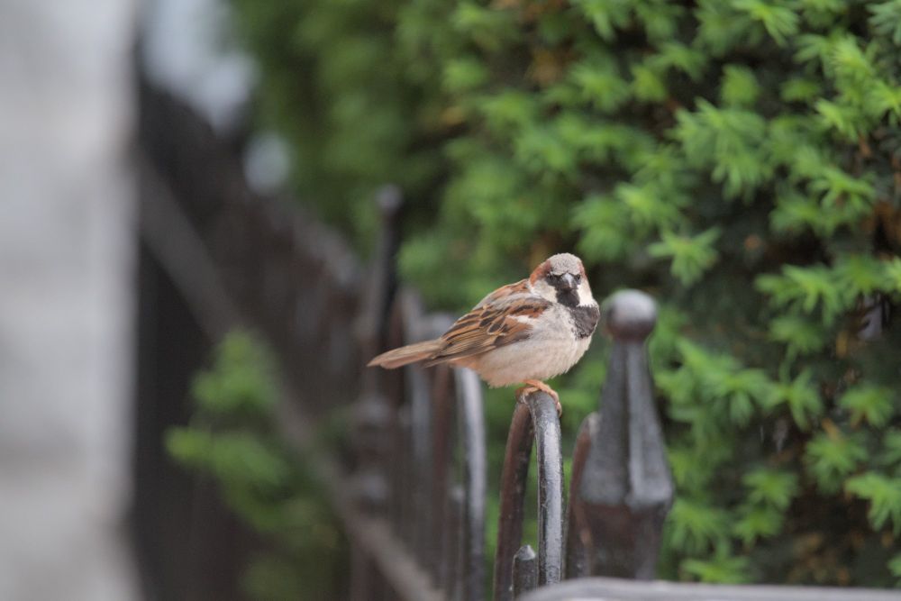 male plumaged house sparrow sitting on a black iron fence, looking past the camera