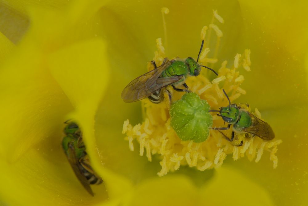 A close-up of three green sweat bees in a yellow cactus flower. The bees seem to have pollen stuck to them, small yellow dots spread over their bodies