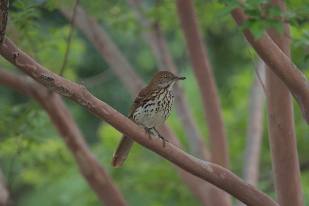 side profile of the brown thrasher on the thin tree branch