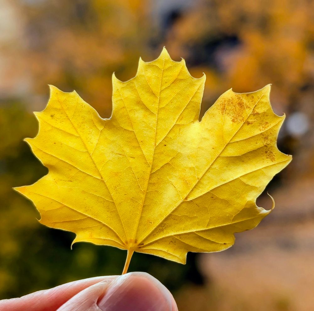 Ein kleines, herbstlich gelbes Blatt, zwischen 2 Fingern am Stiel gehalten. Dahinter unscharfer Herbshintergrund.