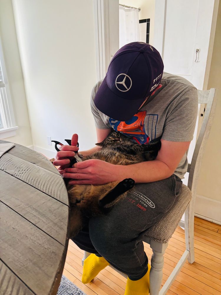 Cat contorting her body in her owner’s lap as she gets her claws trimmed 