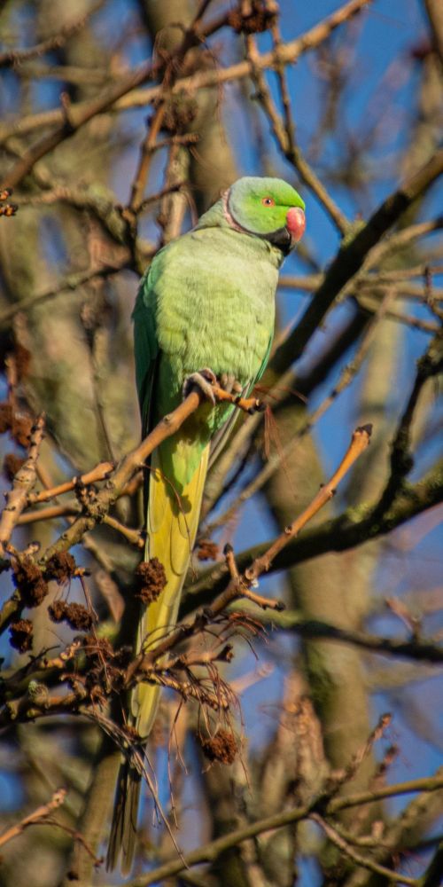 halsbandparkiet, Psittacula krameri,  rose-ringed parakeet