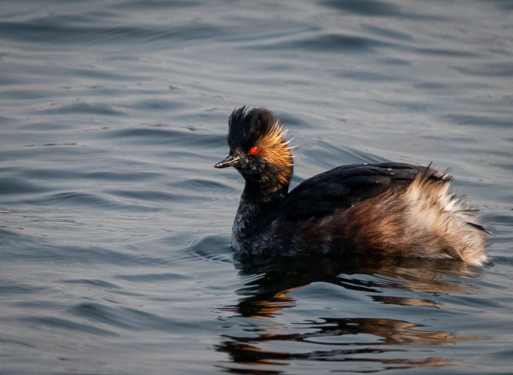 black-necked grebe (Podiceps nigricollis), geoorde fuut