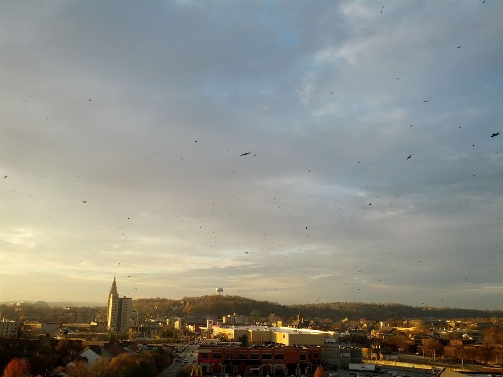 A picture dated 20 November 2012, of the sky over the East Liberty neighborhood of Pittsburgh, looking west.  The sky is blue/grey and cloudy and filled with hundreds if not thousands of black birds.