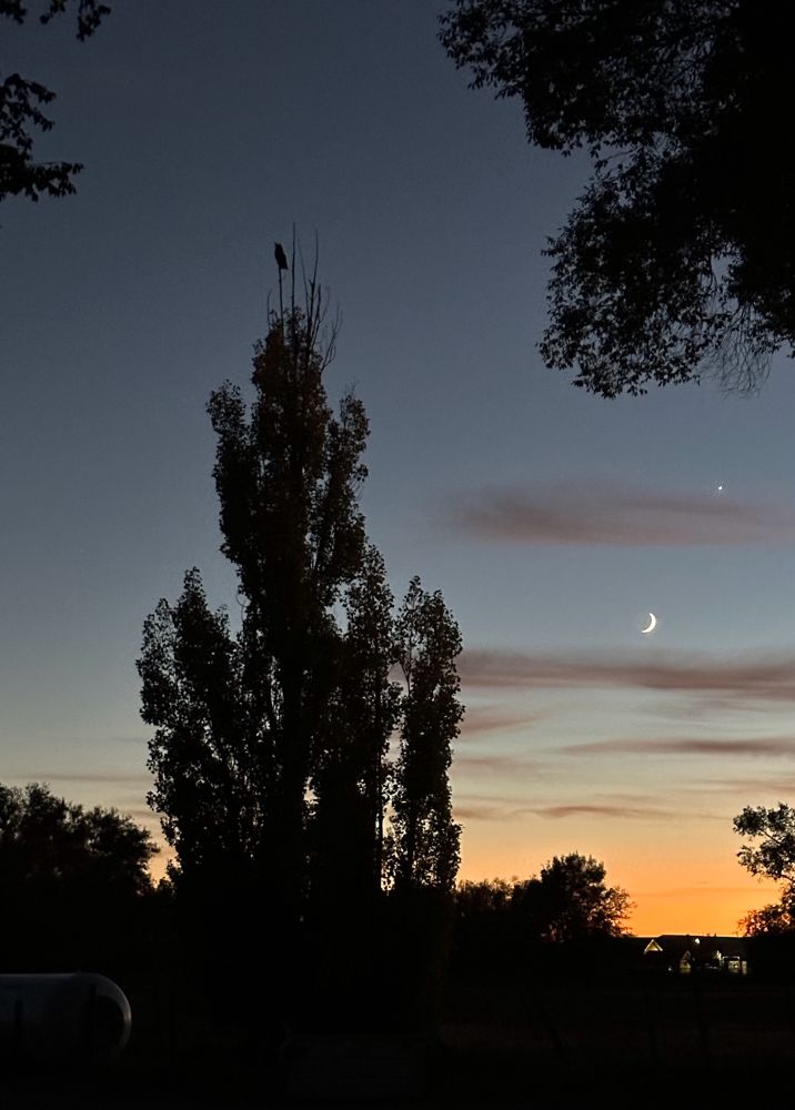 Great Horned Owl with moon and Venus