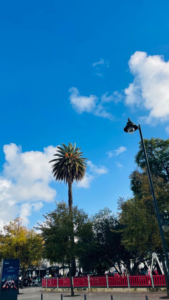 A palm tree with beautiful blue skies 