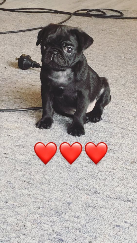 Lil black baby pug with a round tummy sitting on the ground looking curious. 