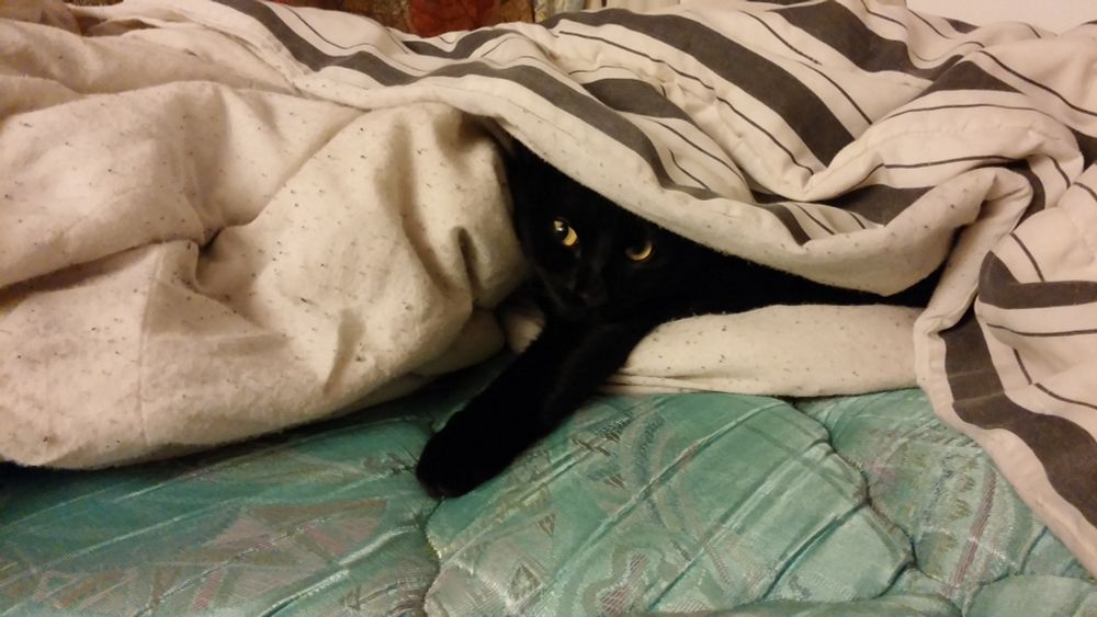 A black cat that has tucked himself into a blanket.