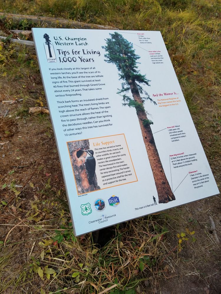 Oldest living western larch tree (sign with info). 1000 year old BEAST of a beauty 🥹💖