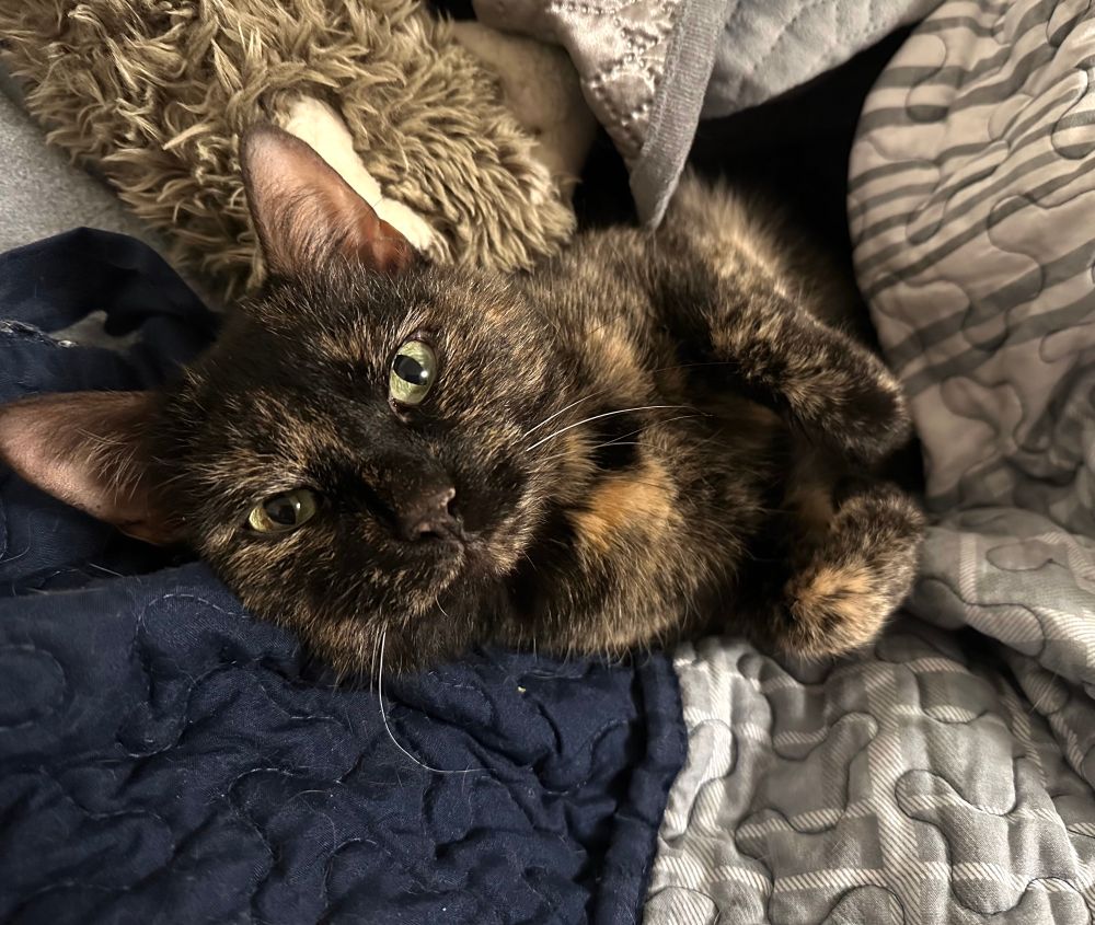 Hazel my tortie tucked into a blanket on her back