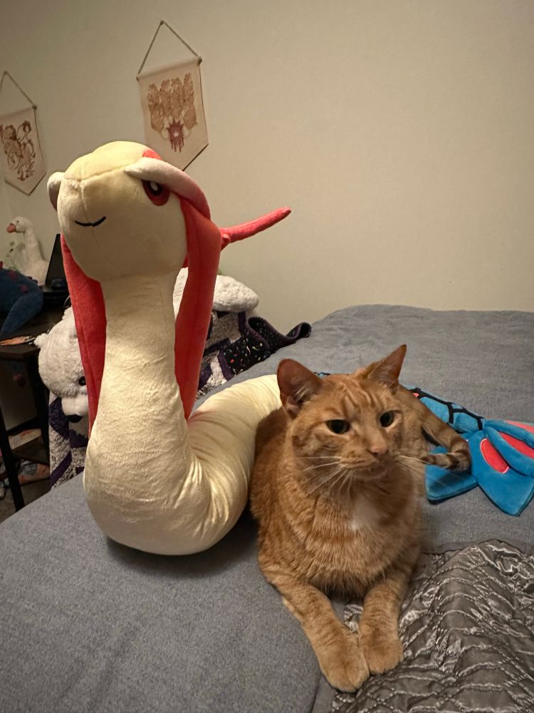 Milotic plush with Caleb! He is looking at Hazel who was behind me rolling around rotisserie style on their catnip banana toy