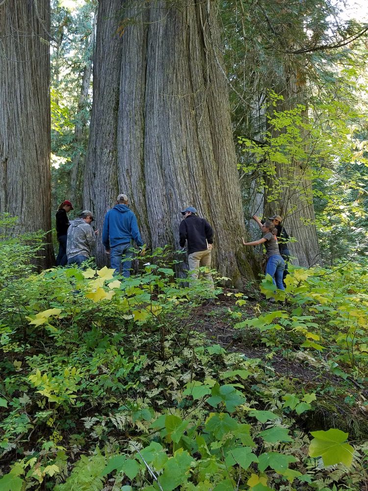 Absolutely enormous western red cedar tree I had the privilege of meeting! Classmates are up next to it measuring the width of the trunk at chest level. I think it took 15 of us to be able to hold hands around it!

Legit down a single lane gravel road and it is kept secret to keep these beauties safe.