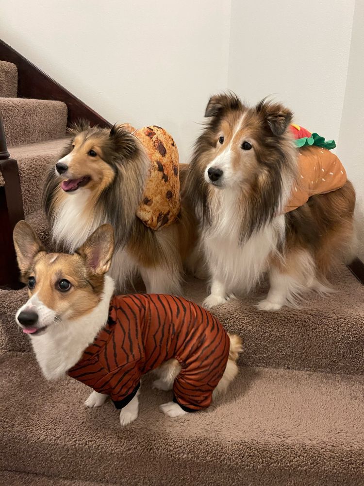 Three dogs wearing Halloween costumes.
