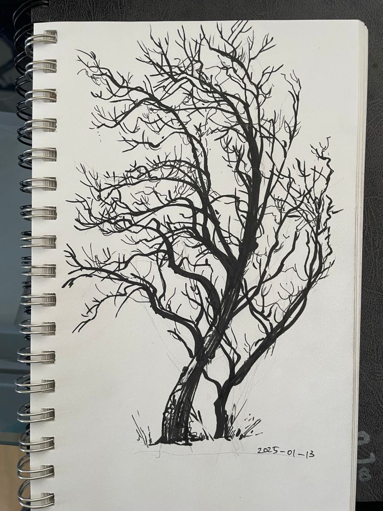 Ink drawing of a curly tree with no leaves