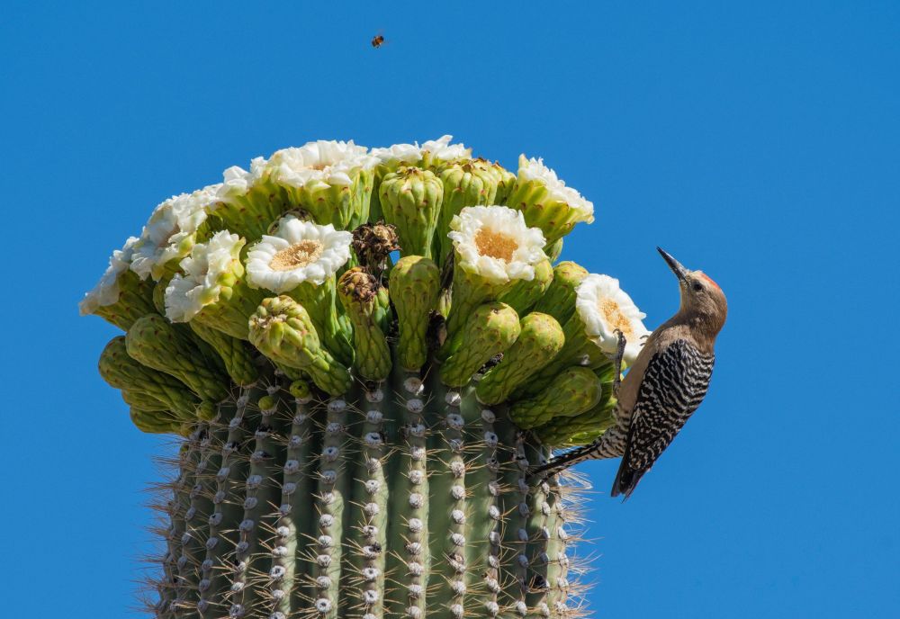 Saguaros are struggling to cope with extreme weather, monitoring studies reveal.