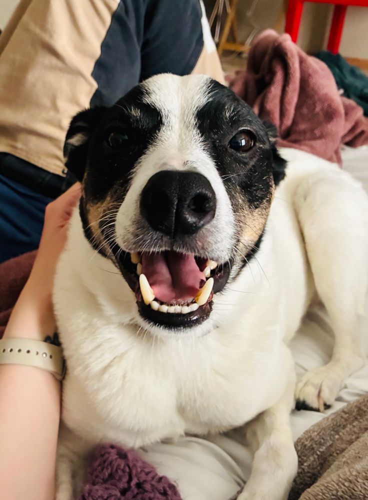 A white terrier with a black, white, and tan face smiles directly into the camera. His ears are back and he’s relaxed. The petting arm of the photographer is visible to the left of the dog.