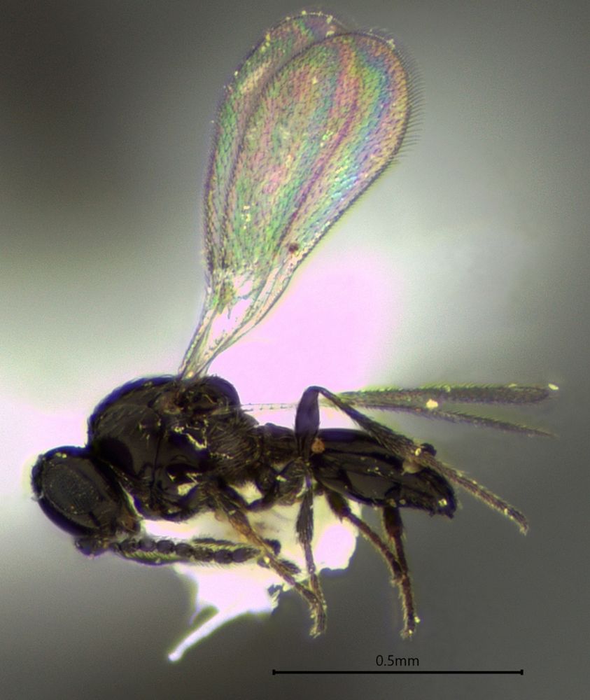 Side view of a tiny parasitoid wasp.